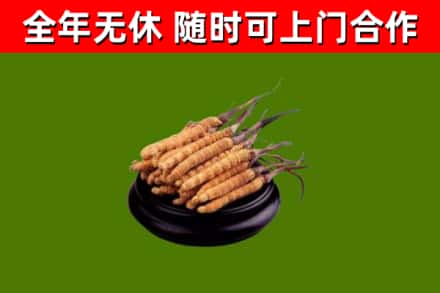三门烟酒回收冬虫夏草.jpg