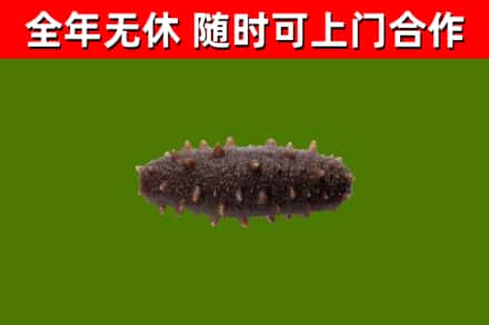 三门烟酒回收干海参.jpg